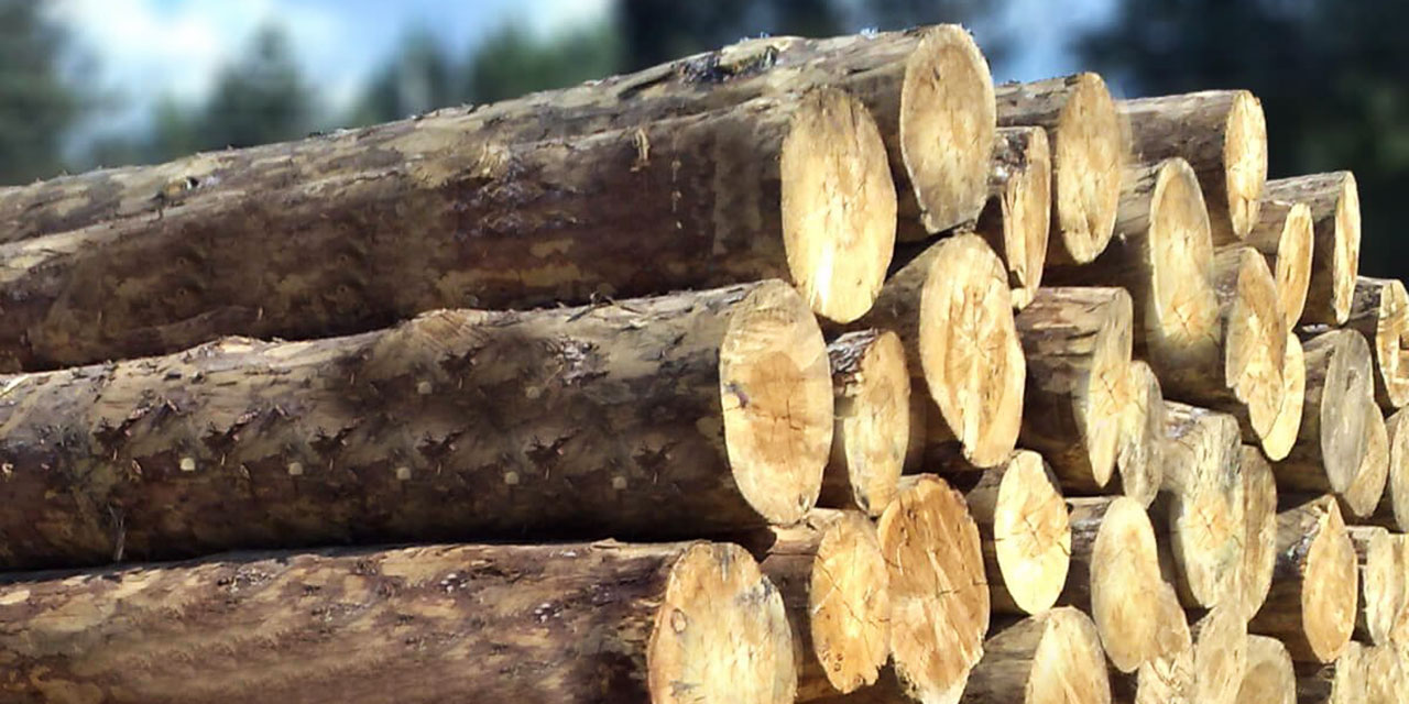 'Kereste şehirler' 2100 yılına kadar 100 milyar ton emisyon tasarrufu sağlayabilir