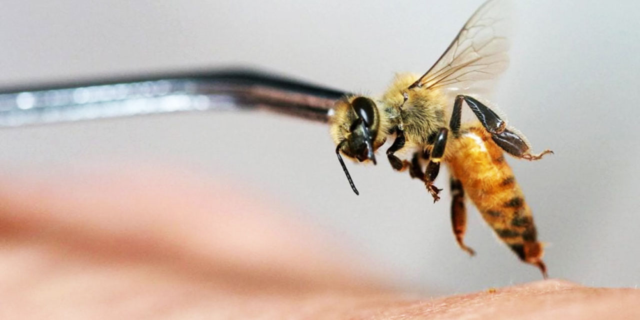 Kur'an'dan ilham alarak grip, romatizma ve sinir hastalıklarını arı ile tedavi ediyorlar