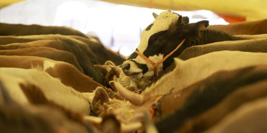 Erzurum'daki hayvan pazarlarında kurban hareketliliği başladı