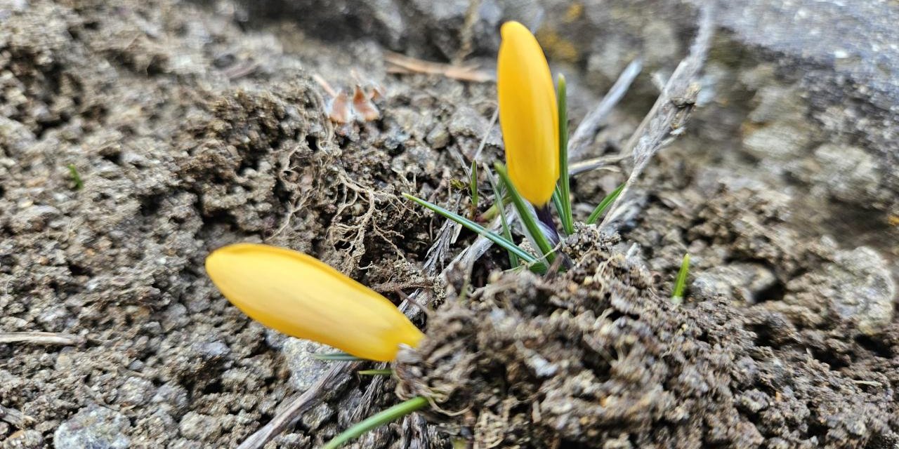 Baharın müjdecisi çiğdemler Çankırı'da açıldı