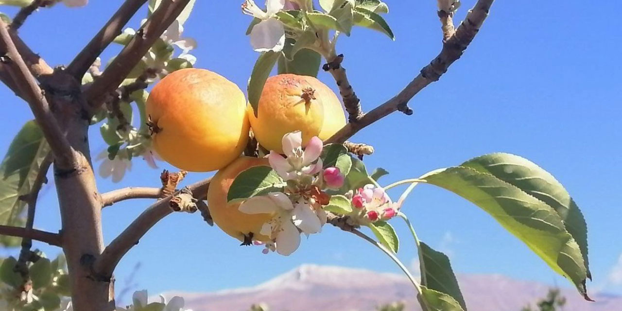 Erzincan'da bir yanda kar yağarken diğer yanda elma ağacı çiçek açtı