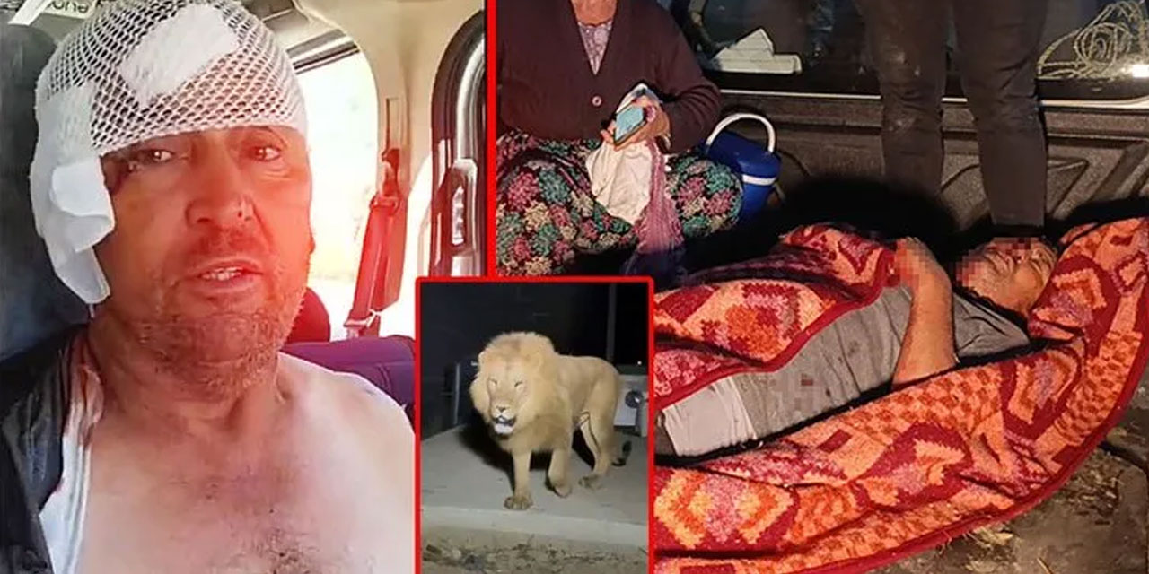 Aslan saldırısına uğrayan çiftçi: Aslana hakkımı helal ediyorum, sorumlulara asla!