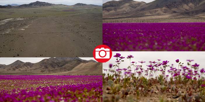 Ol der oluverir: Dünyanın en kurak çölü çiçek bahçesine dönüştü