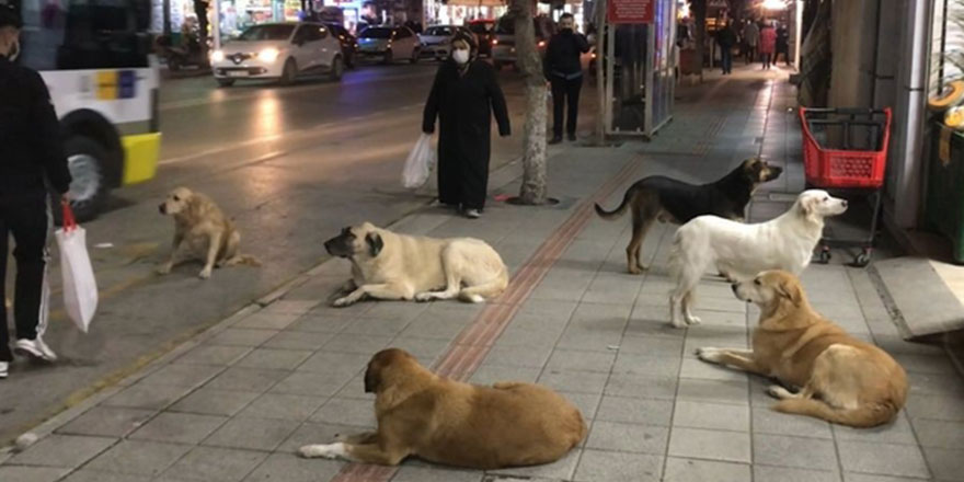 Sahipsiz ve tehlike arz eden hayvanlarla ilgili yurt genelinde önlem alınacak