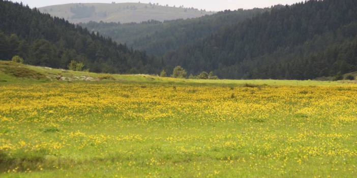 Çankırı'da açan çiçeklerle yaylalar sarıya boyandı