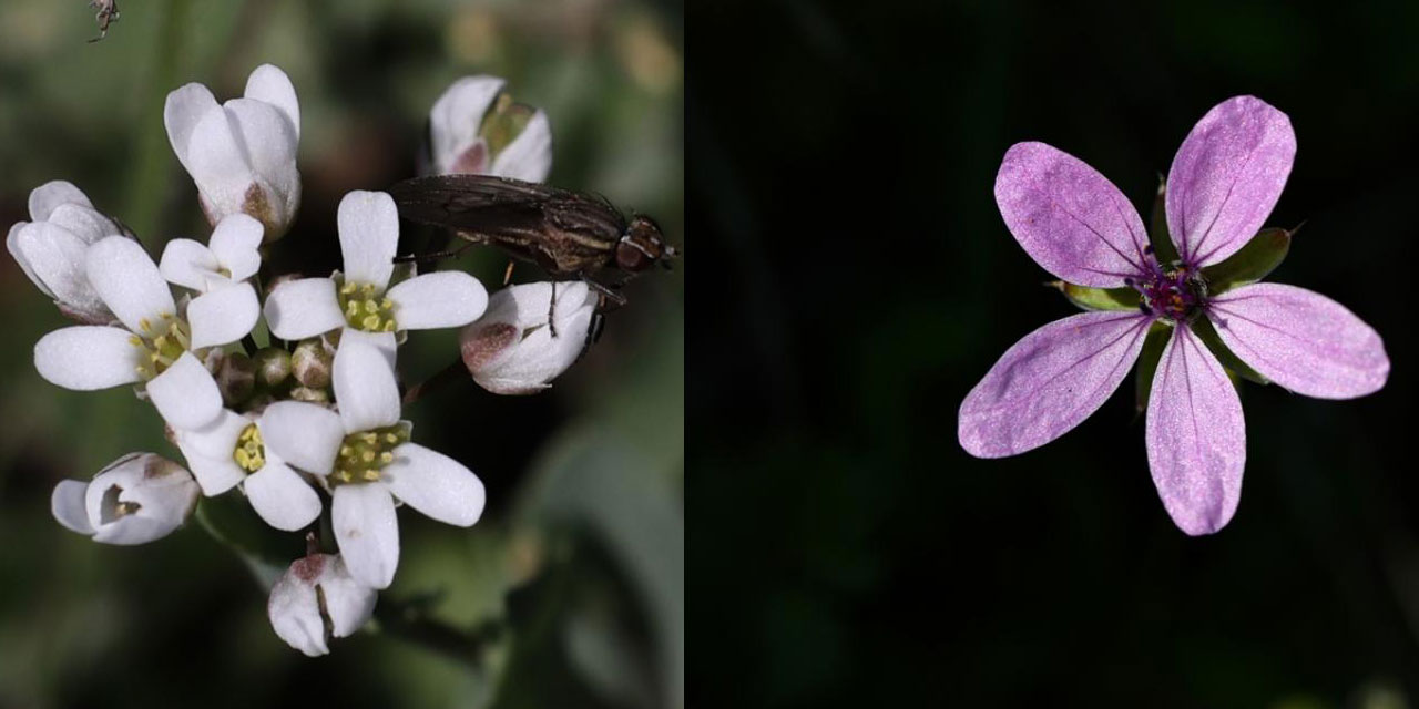 Fırat Nehri kıyısında açan çiçekler