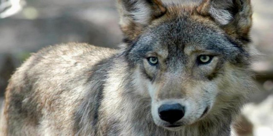 9 kurt kafesten kaçtı, hayvanat bahçesi kapatıldı