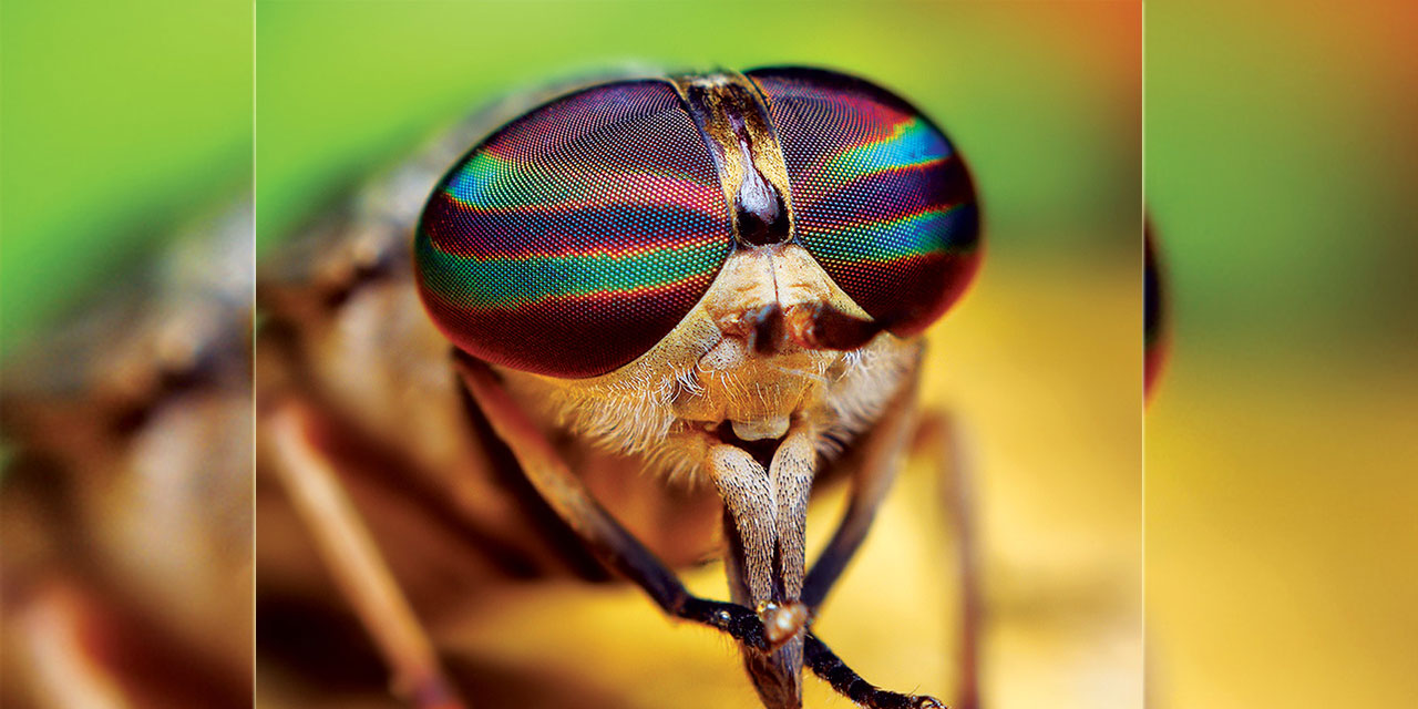 Bediüzzaman: Sivrisineğin gözünü halk eden, güneşi dahi o halk etmiştir