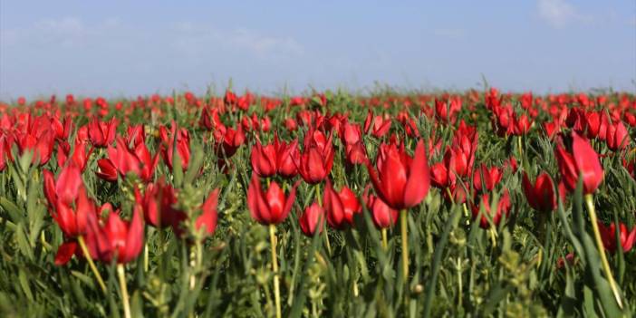 Muş Ovası lalelerle kırmızıya boyandı