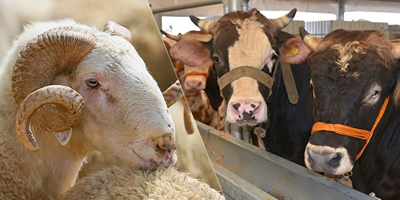 Diyanet'ten vekaletle kurban kesenlere uyarı