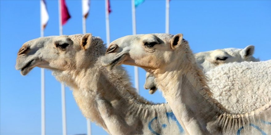 Arap develeri, Katar Deve Festivali'nin 'en güzeli' olmak için yarışıyor