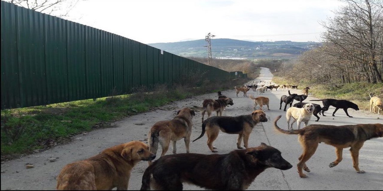 Sokak köpeği sırtından ısırdığı çocuk metrelerce sürüklendi