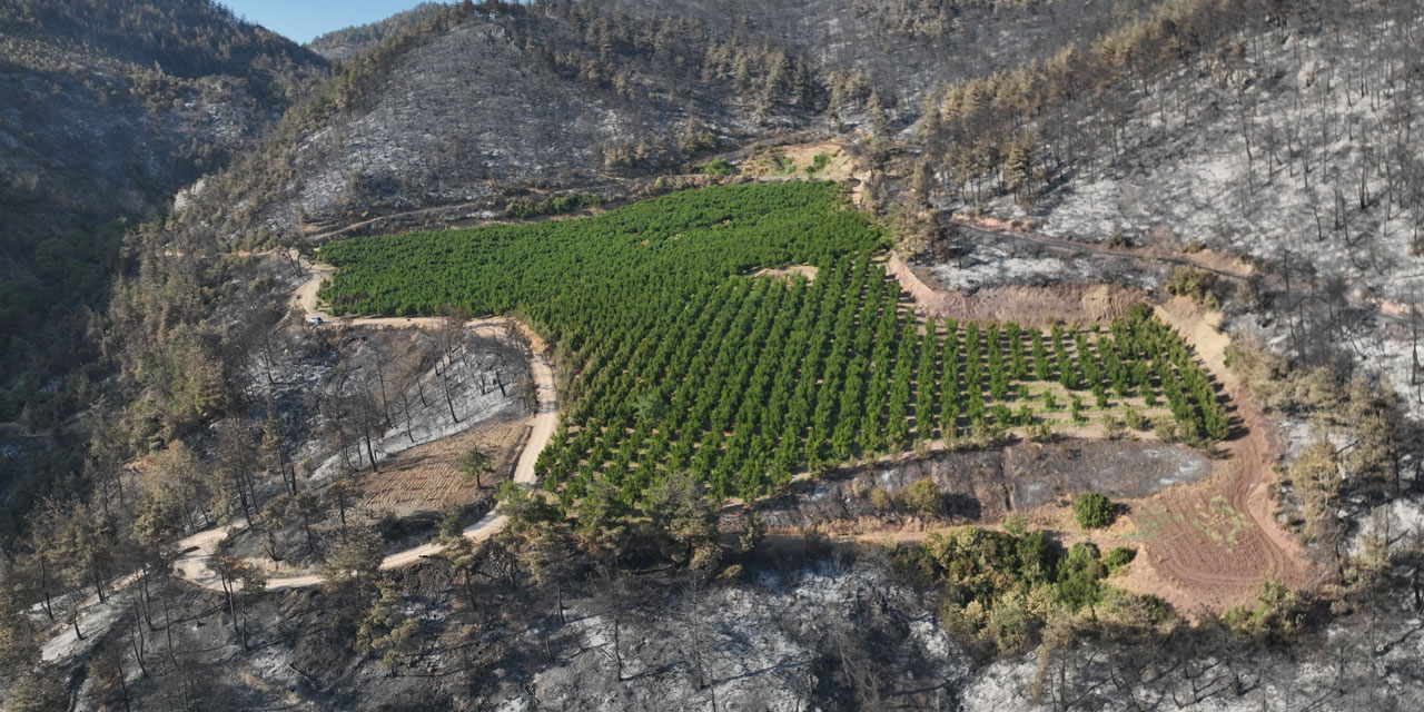 Bursa'da alevlerin arasındaki tarla yanmadı: Tedbirimizi aldık, Allah korudu