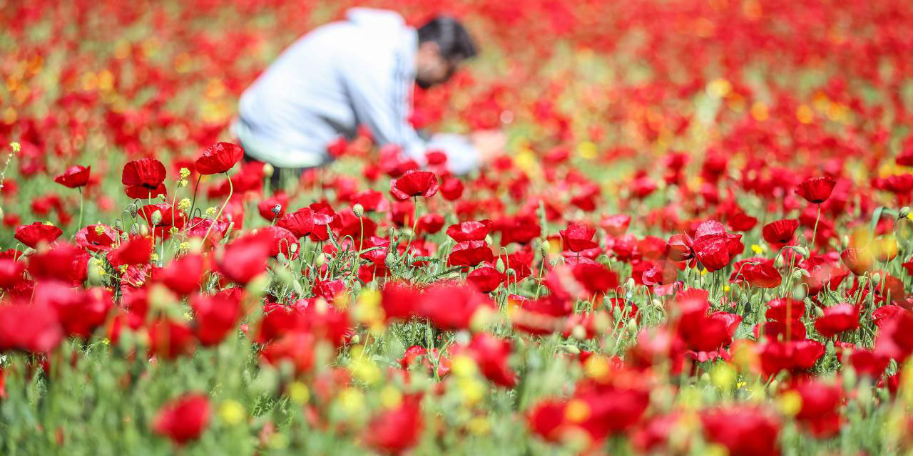 Hatay'daki gelincikler Sanat-ı İlahi'yi tefekkür ettiriyor