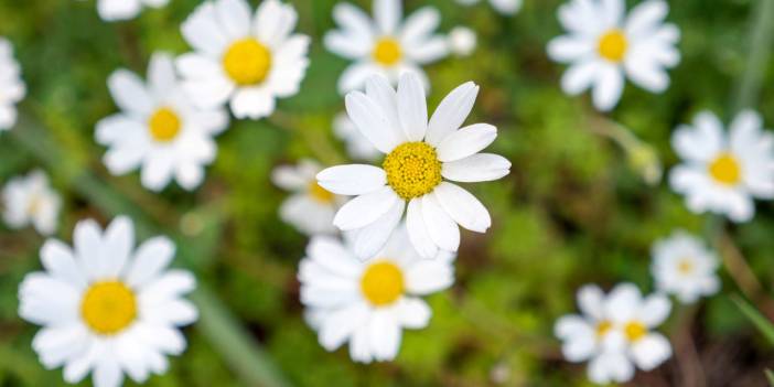 Antalya papatya bahçesine döndü