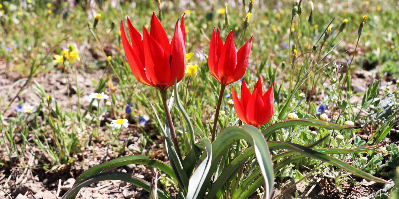 Senede 10 gün canlı kalmak için yaratılan çiçeği koparmanın cezası 387 bin lira